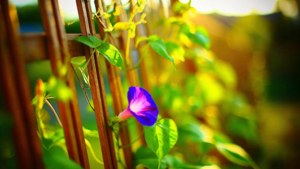 Purple Trellis Morning Glory
