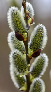 Pussy Willow Macro