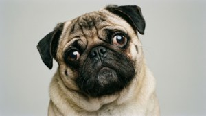 Puzzled Pug Portrait