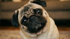 Puzzled Pug Portrait