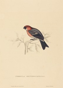 Pyrrhula Erythrocephala (Redheaded Bullfinch)