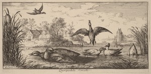 Querpedula, The Teal