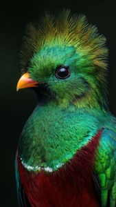 Quetzal Close-Up