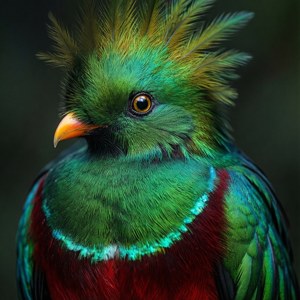 Quetzal Close-up