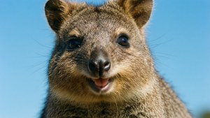 Quokka Close-up Smile