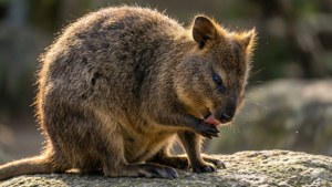 Quokka Grooming