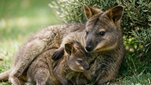 Quokka Mother and Joey