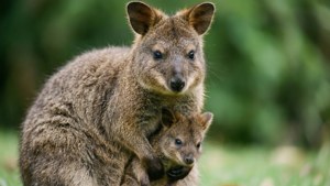 Quokka Mother and Joey