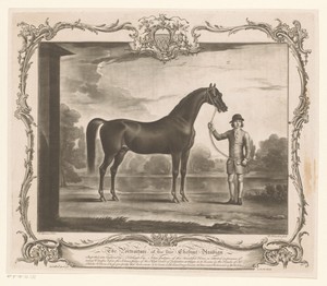 Racepaard met jockey