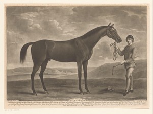 Racepaard met jockey
