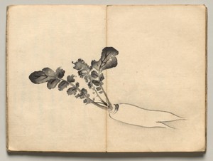 Radish from Ōkyo Picture Book