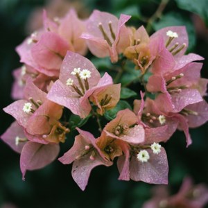 Rain-Kissed Petals