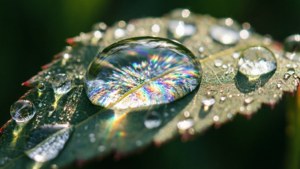 Rainbow Droplet Leaf