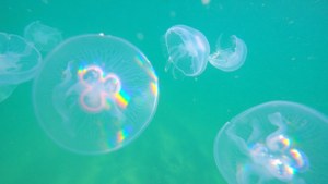 Rainbow Jellyfish Swarm