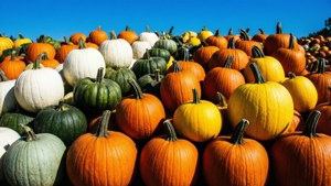 Rainbow Pumpkins Patch