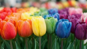 Rainbow Tulips