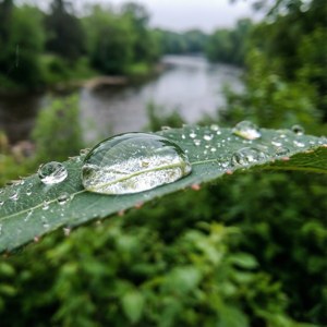 Raindrop in Royal City