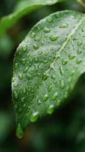Raindrop Leaf Macro