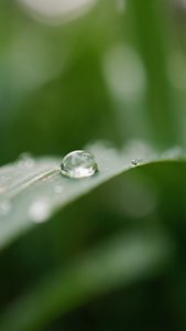 Raindrop on Leaf