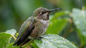 Raindrop Rest