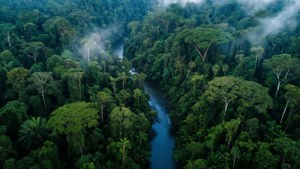 Rainforest Canopy Overview