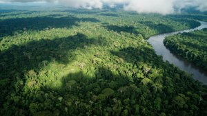 Rainforest From Above