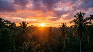 Rainforest Sunset