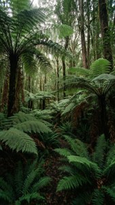 Rainforest Trail