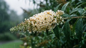 Rainy Butterfly Bush