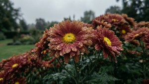 Rainy Chrysanthemum Garden