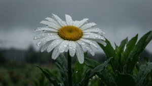 Rainy Daisy Mood