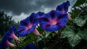 Rainy Day Morning Glory