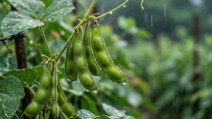 Rainy Edamame Vine