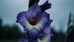 Rainy Gladiolus Moody