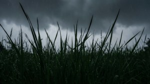 Rainy Grass Silhouette