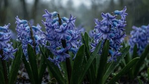 Rainy Hyacinths