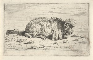 Ram