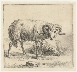 Ram en schaap