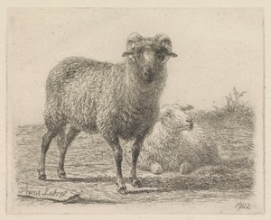 Ram en schaap