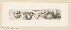 Rammen en schapen
