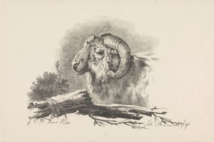 Ramskop en tak