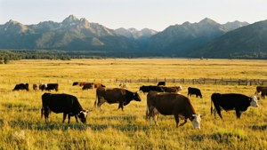 Ranch Grazing Cattle
