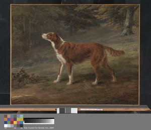 Ranger, a setter, the property of Elizabeth Gray