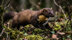 Rapid Hunt