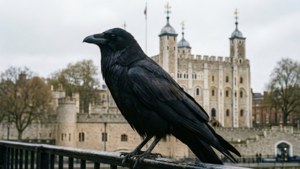 Raven of the Tower