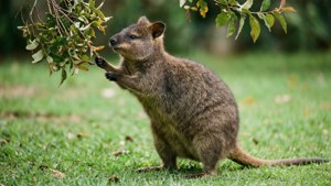 Reaching Quokka