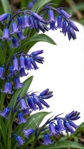 Realistic Bluebell Border
