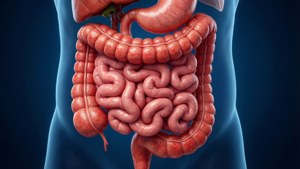 Realistic Digestive System