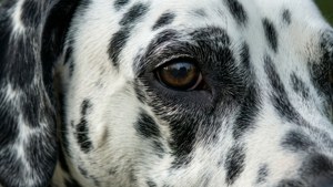 Realistic Fur Spots