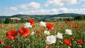 Red and White Poppy Meadow